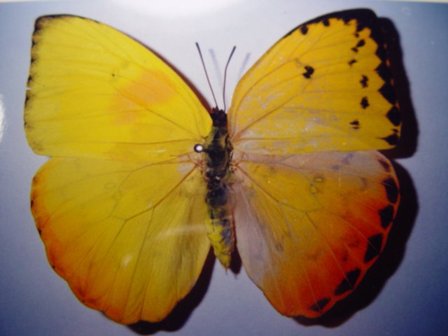 Phoebis sp gynandromorph (Internet Image property of respective owner, non-commercial use only)